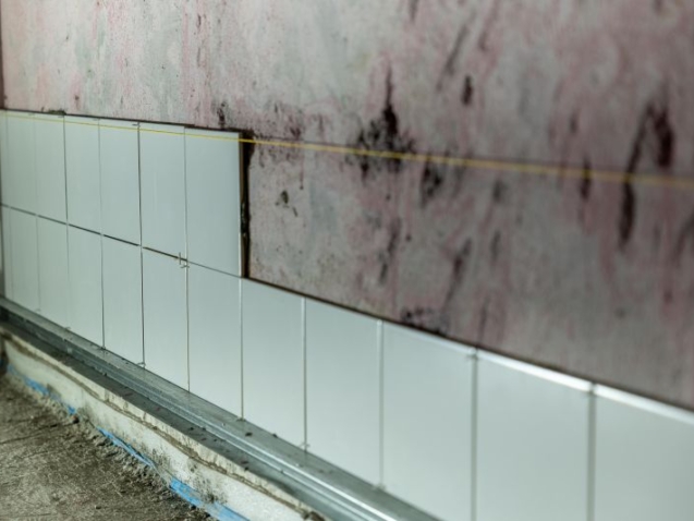 mold in bathroom darwin wet seasons